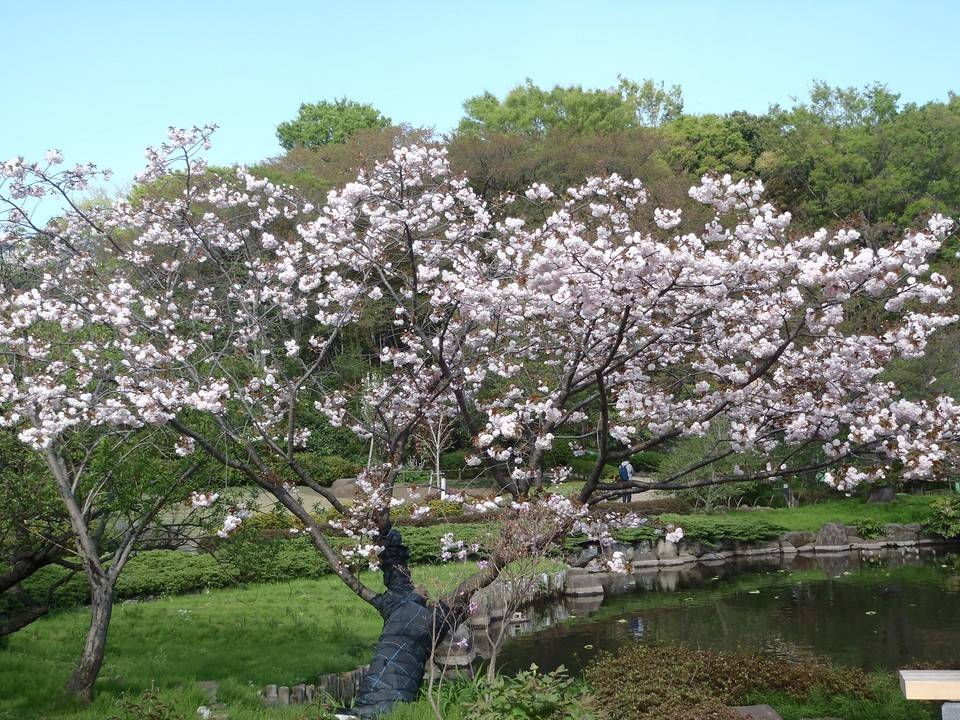 八重桜１.jpg
