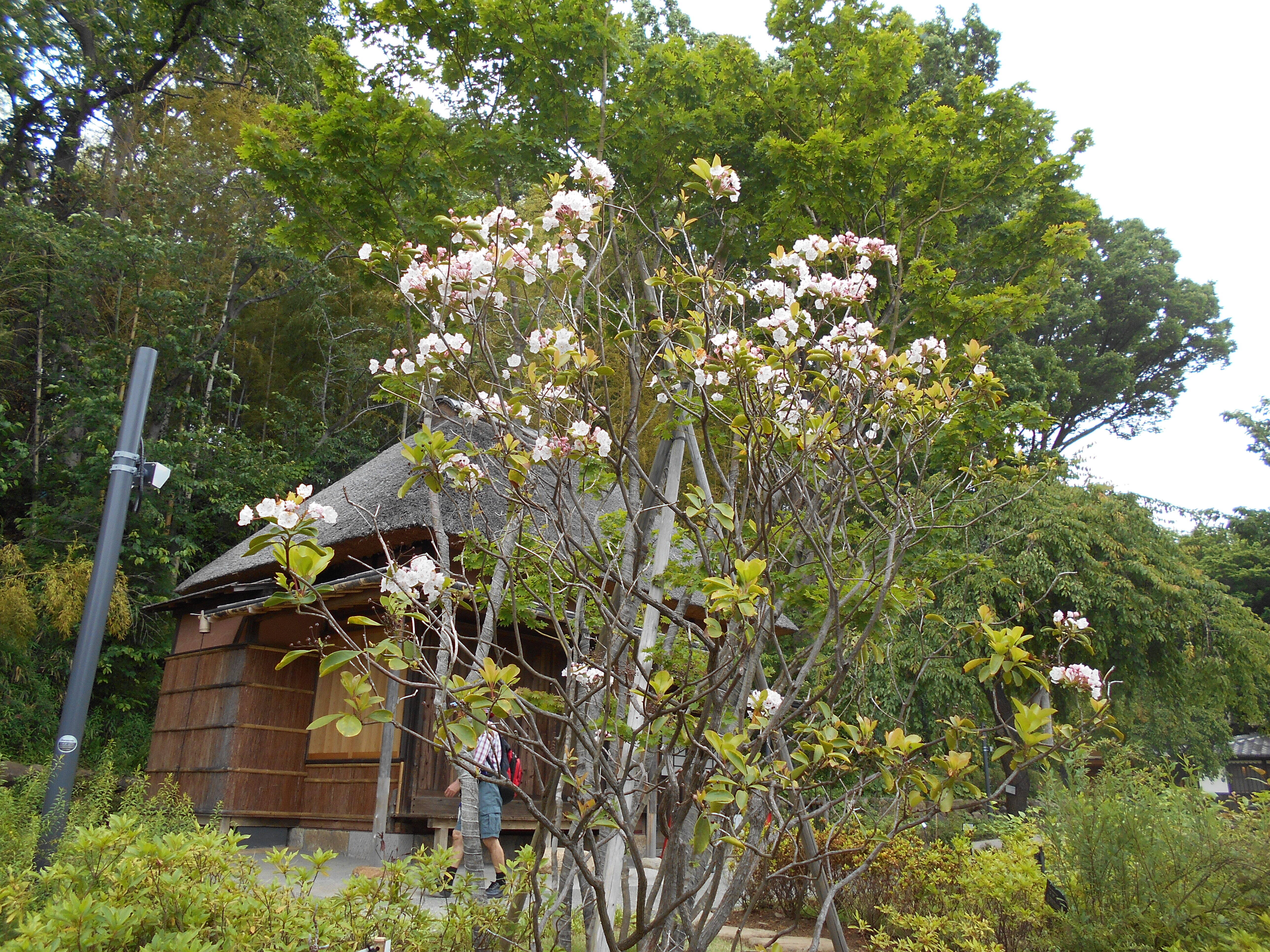 カルミアの花が咲いています ブログ 馬場花木園公式サイト 公益財団法人 横浜市緑の協会 カルミアの花が咲いています ブログ 馬場花木園公式サイト 公益財団法人 横浜市緑の協会