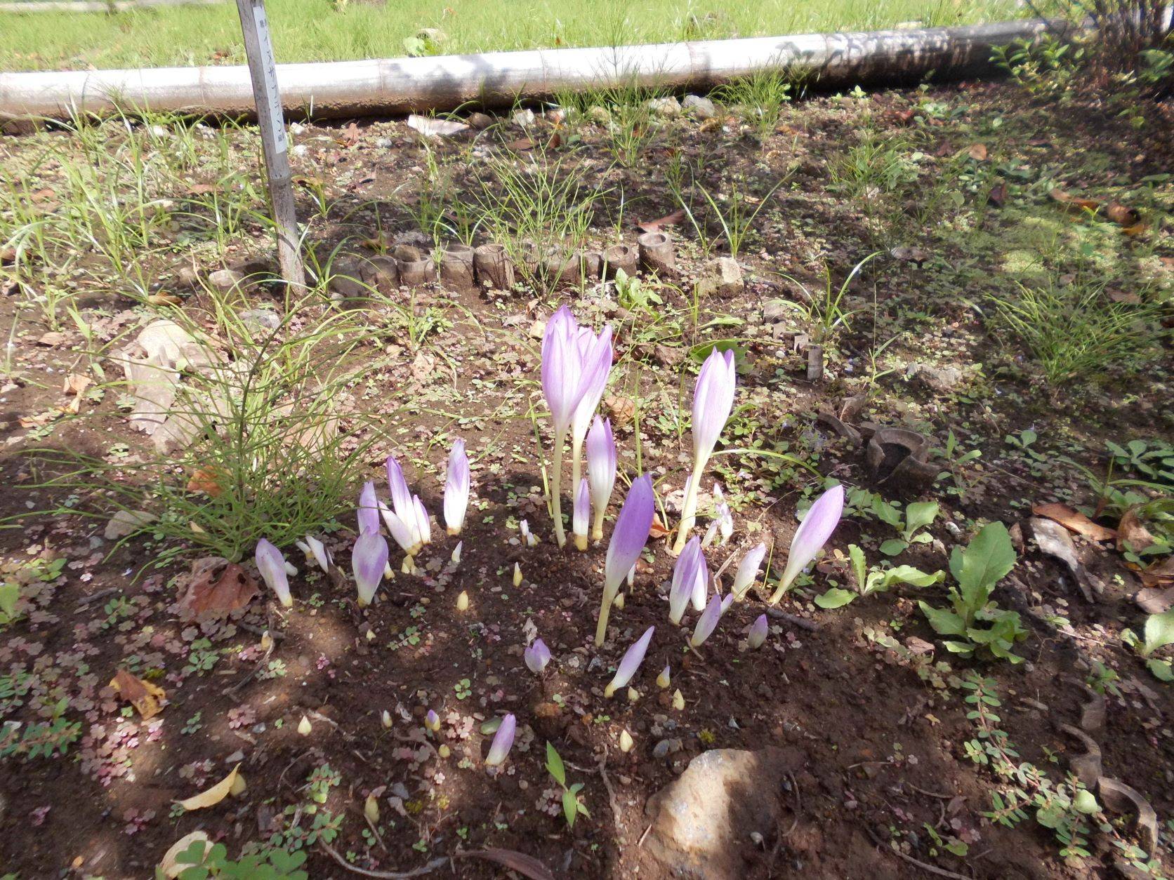 イヌサフランが咲いています ブログ 馬場花木園公式サイト 公益財団法人 横浜市緑の協会