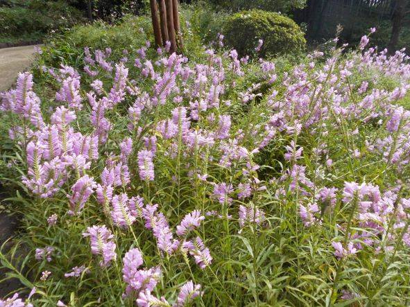 花虎の尾1サイズ変更.jpg