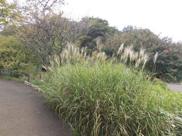 ススキ1サイズ変更.jpg