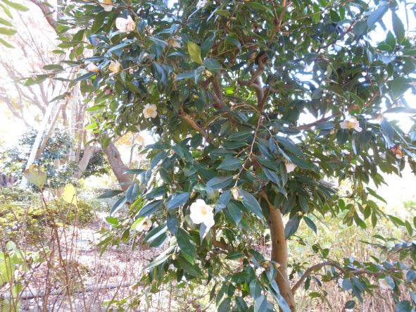 ヤブツバキ1サイズ変更.jpg