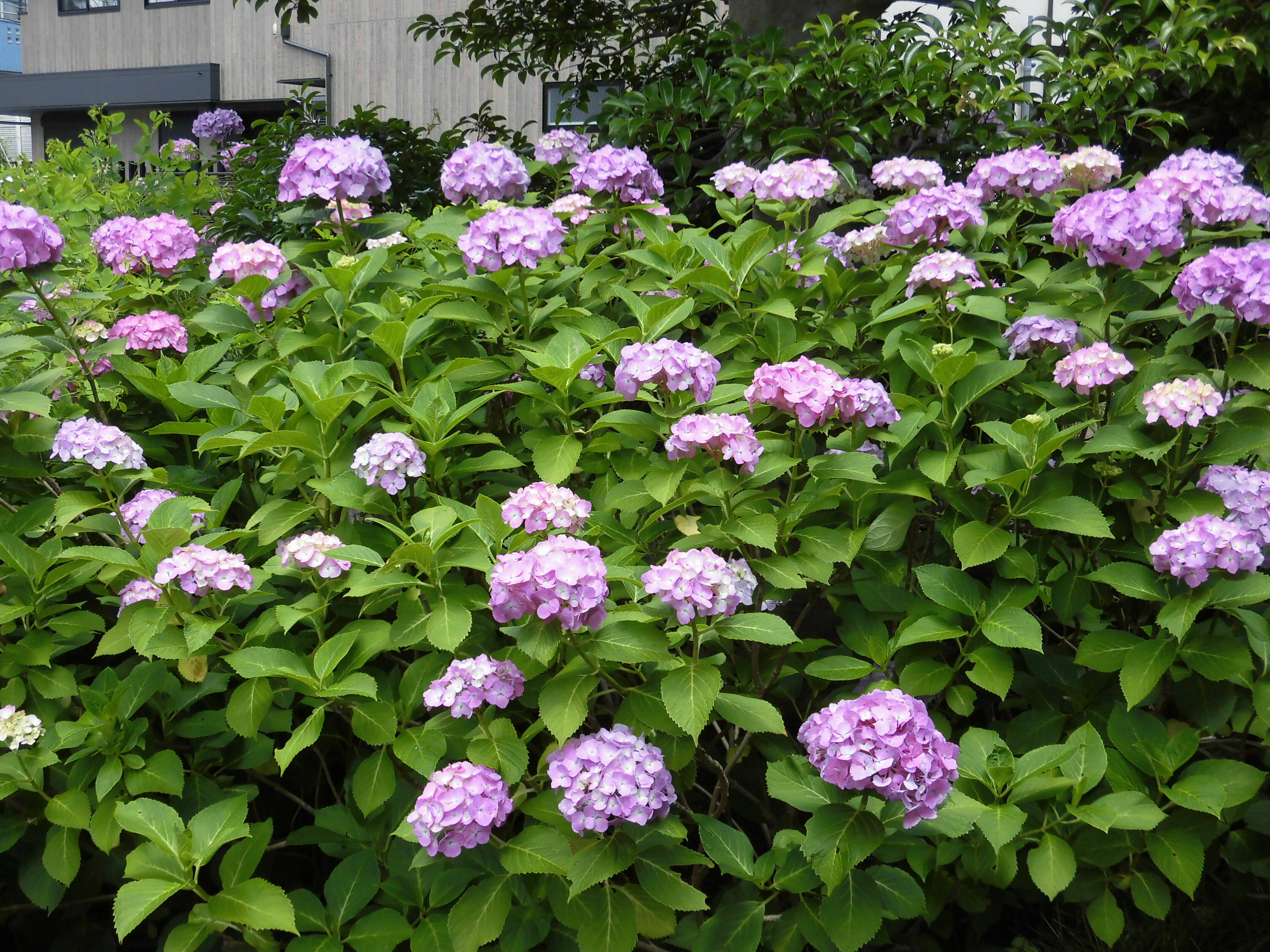 アジサイ.jpg