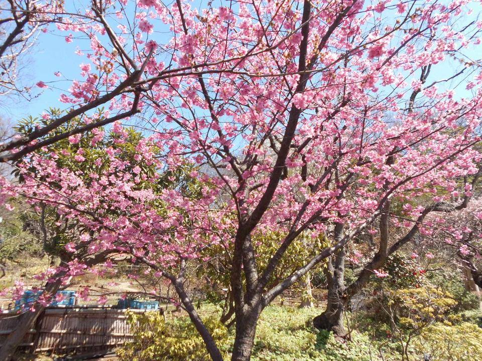 河津桜1サイズ変更.jpg