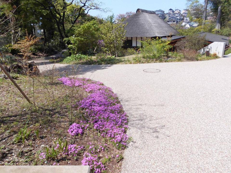 芝桜1サイズ変更.jpg
