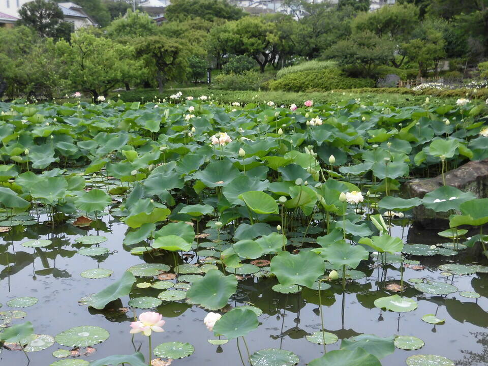 ハス池2.jpg