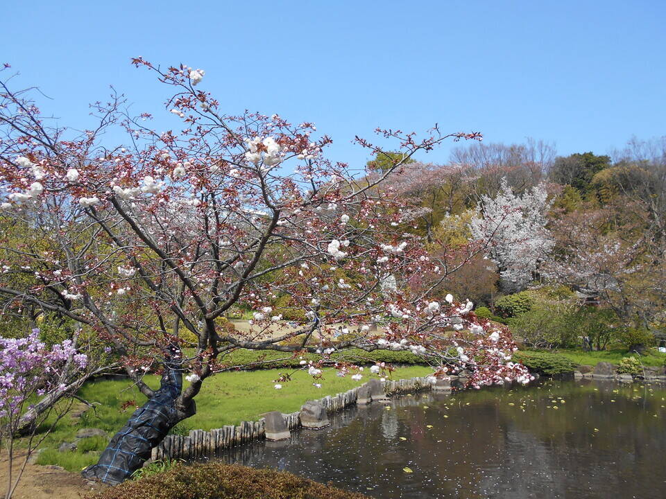 八重桜１.jpg