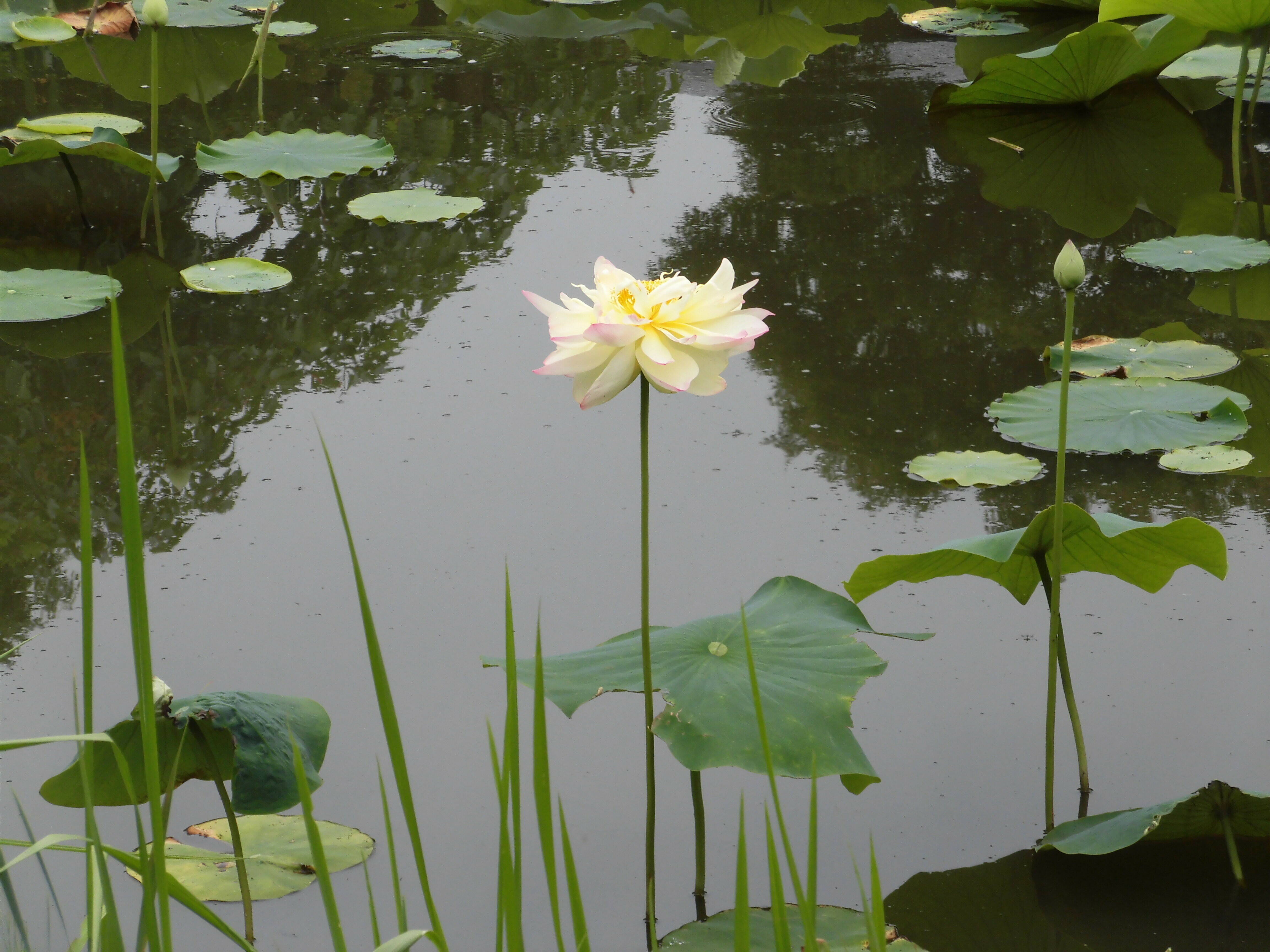 ハスの花が開花しました ブログ 馬場花木園公式サイト 公益財団法人 横浜市緑の協会 ハスの花が開花しました ブログ 馬場花木園公式サイト 公益財団法人 横浜市緑の協会