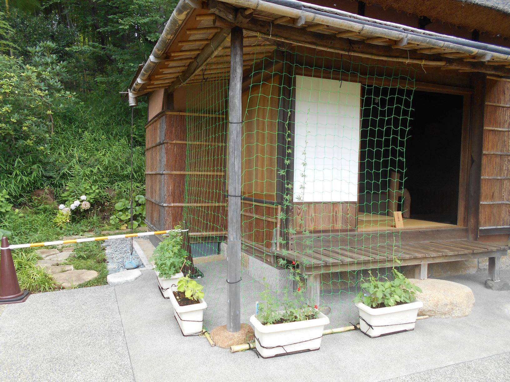 ルコウソウ 縷紅草 が咲きました ブログ 馬場花木園公式サイト 公益財団法人 横浜市緑の協会