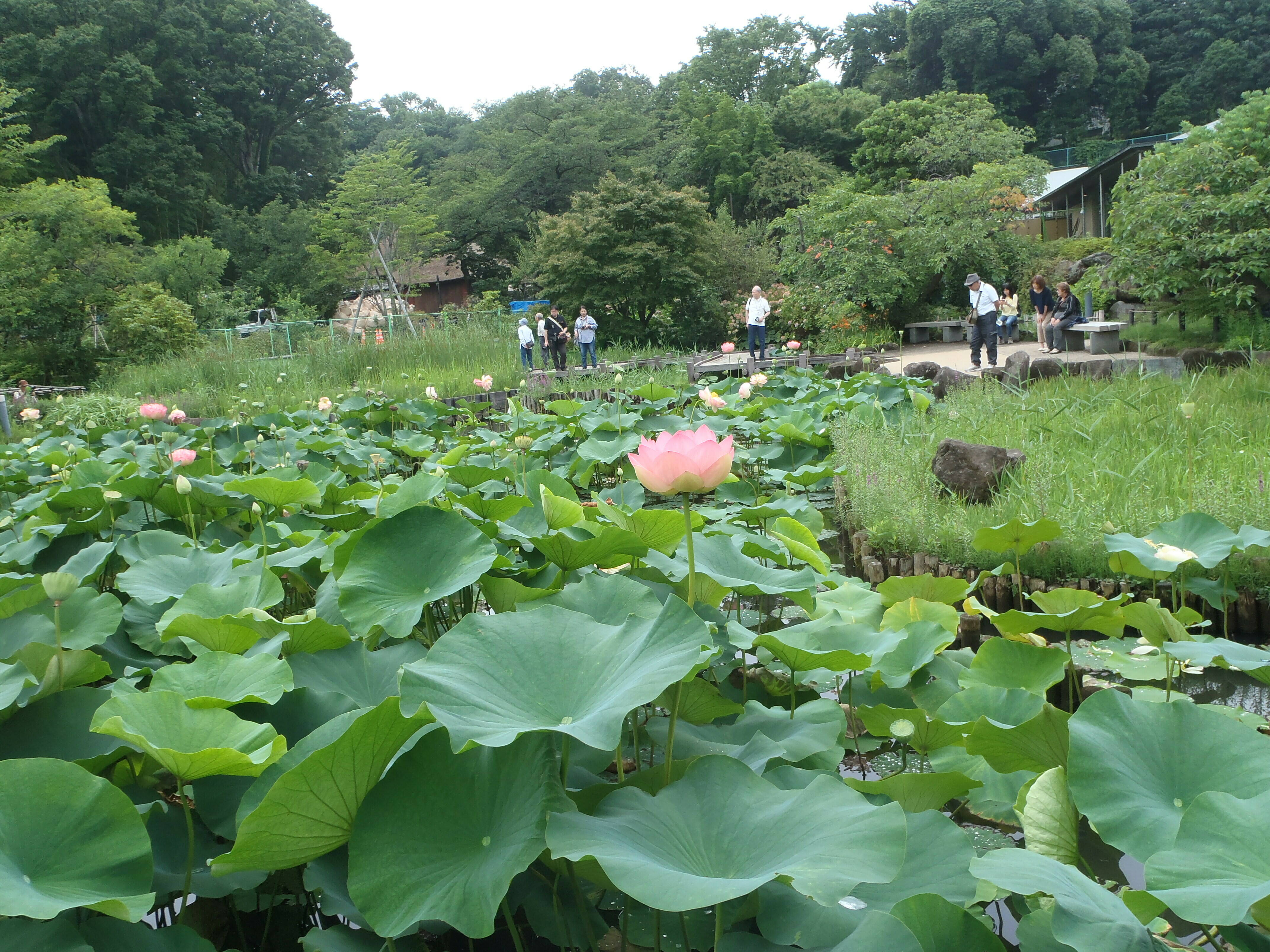 ハスの観賞会22.jpg
