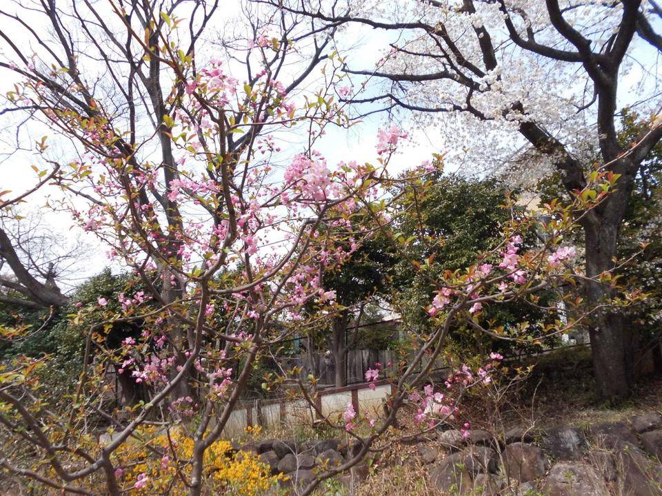 ハナカイドウが咲いています ブログ 馬場花木園公式サイト 公益財団法人 横浜市緑の協会