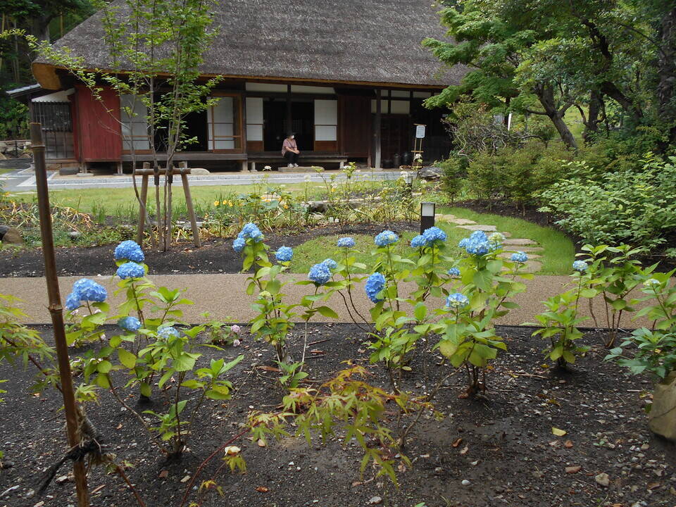 あじさい1.jpg
