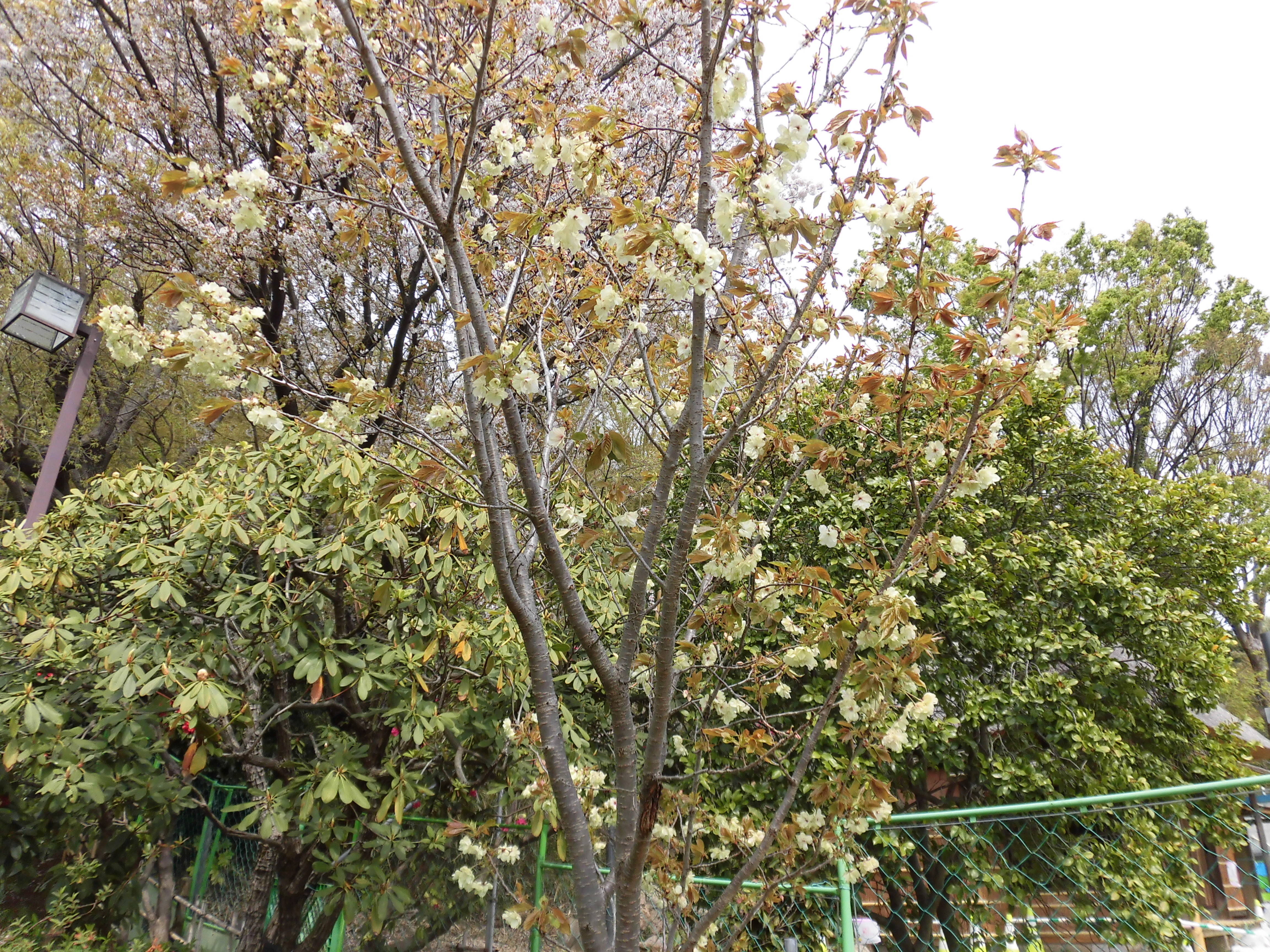 馬場花木園 珍しい黄緑色の桜が開花 桜開花 馬場花木園公式サイト 公益財団法人 横浜市緑の協会