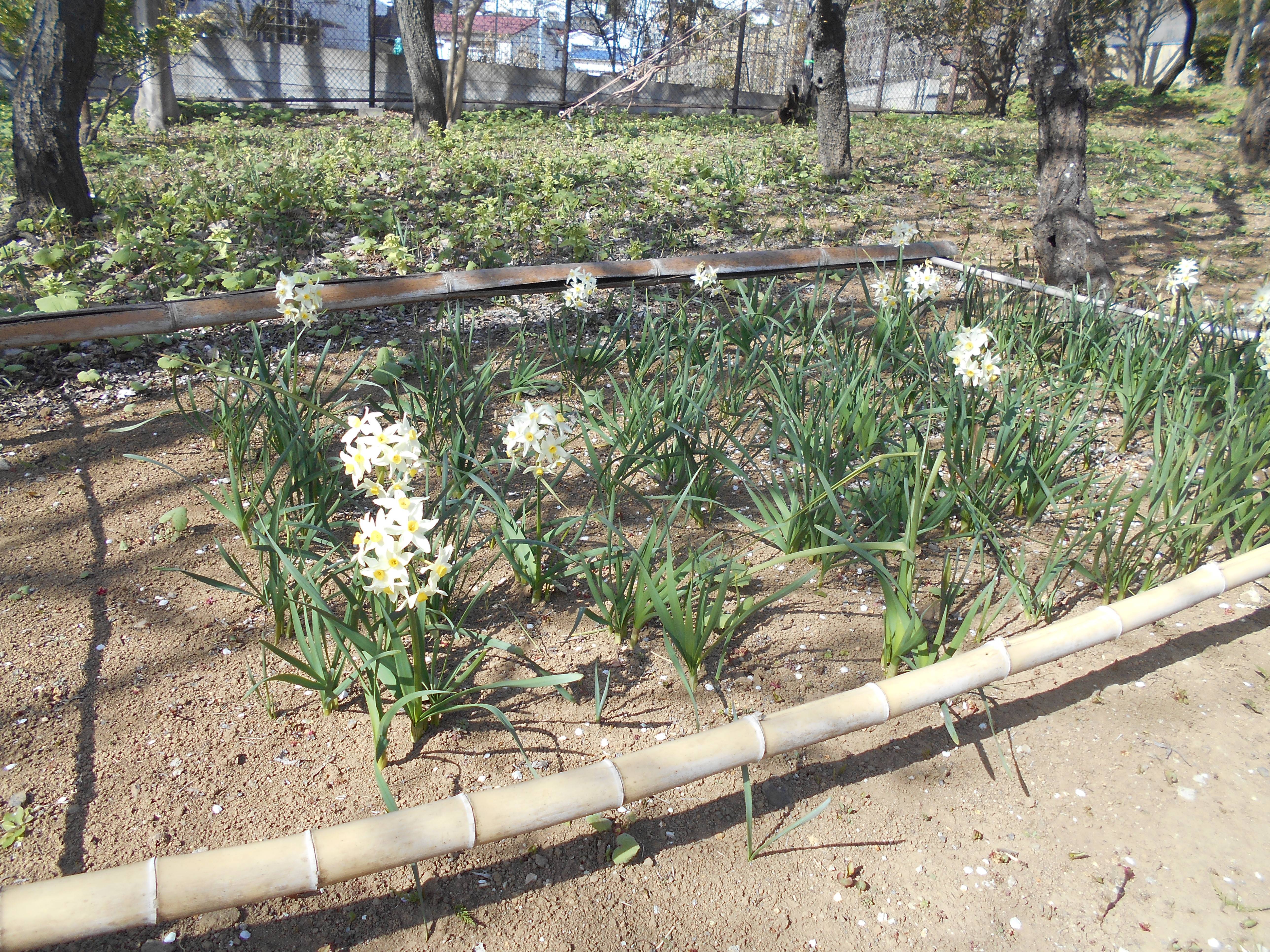 スイセンの花が咲いています ブログ 馬場花木園公式サイト 公益財団法人 横浜市緑の協会 スイセンの花が咲いています ブログ 馬場花木園公式サイト 公益財団法人 横浜市緑の協会