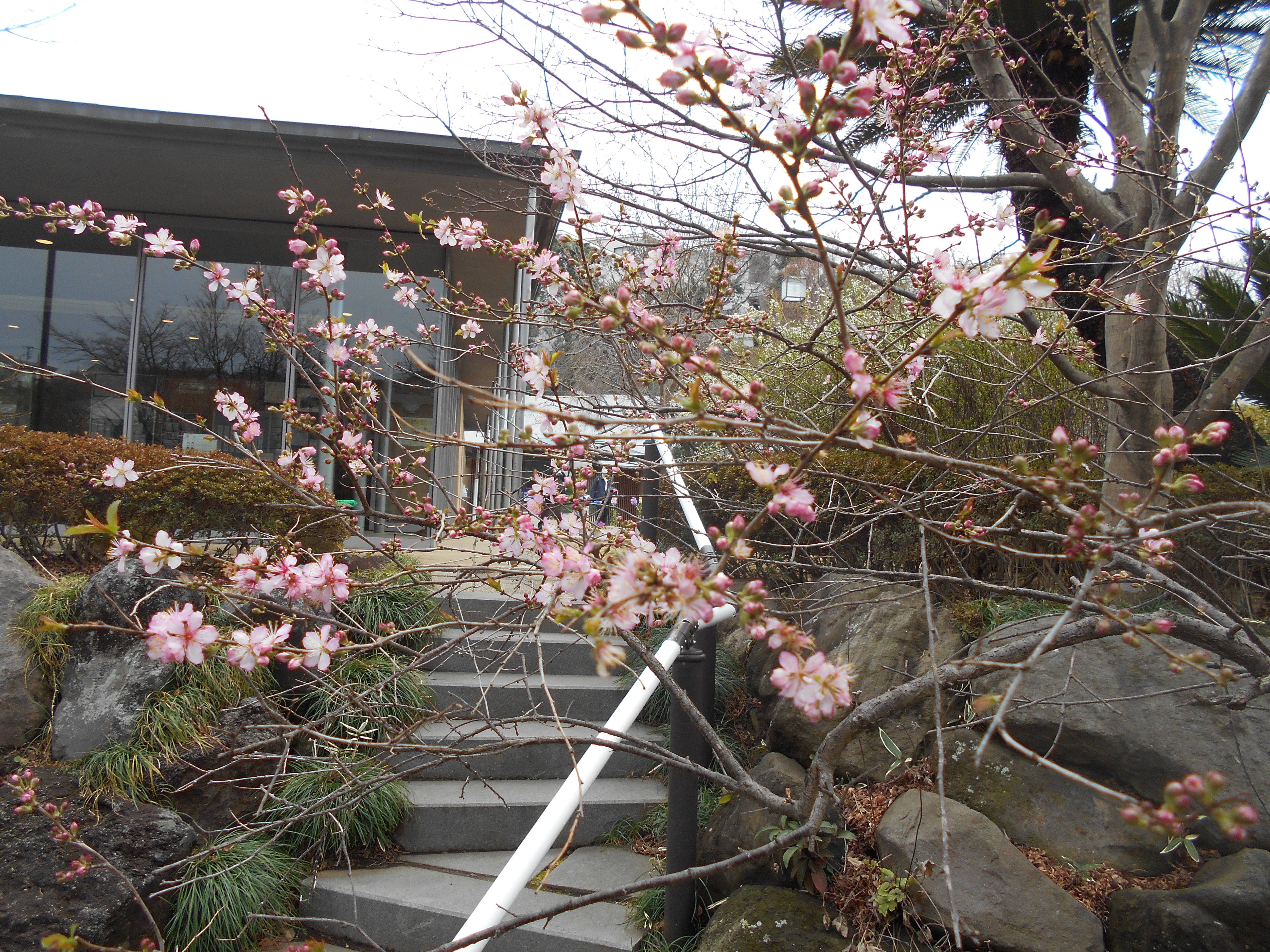 一重庭桜が咲いています ブログ 馬場花木園公式サイト 公益財団法人 横浜市緑の協会