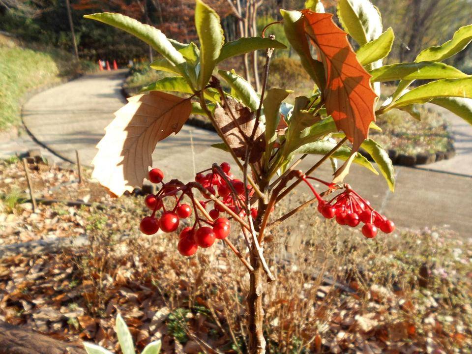 万両１サイズ変更 (2).jpg