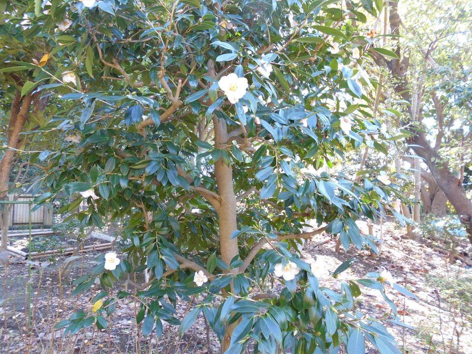 ヤブツバキ１サイズ変更.jpg
