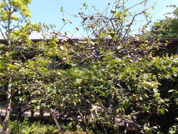 大きなボケの実がなっています ブログ 馬場花木園公式サイト 公益財団法人 横浜市緑の協会