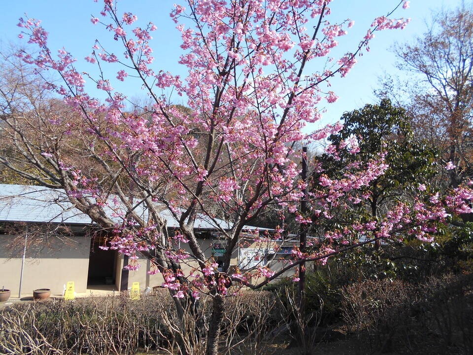河津桜1.jpg