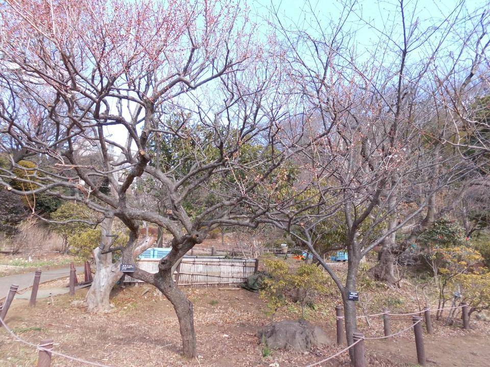 小梅2サイズ変更.jpg
