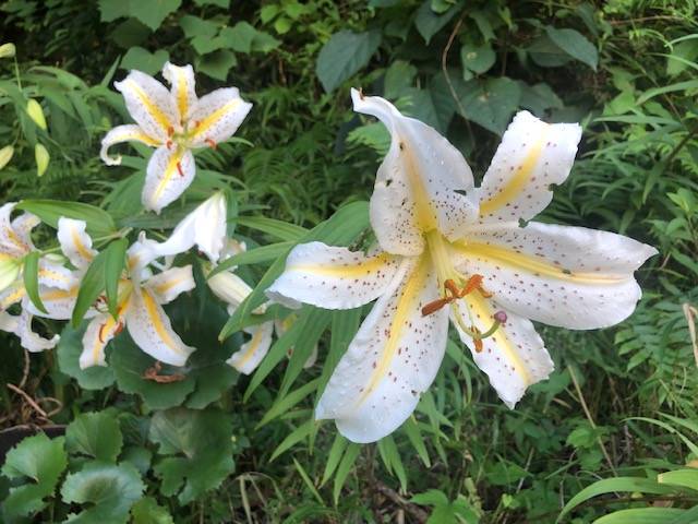 ヤマユリが見事ですの写真