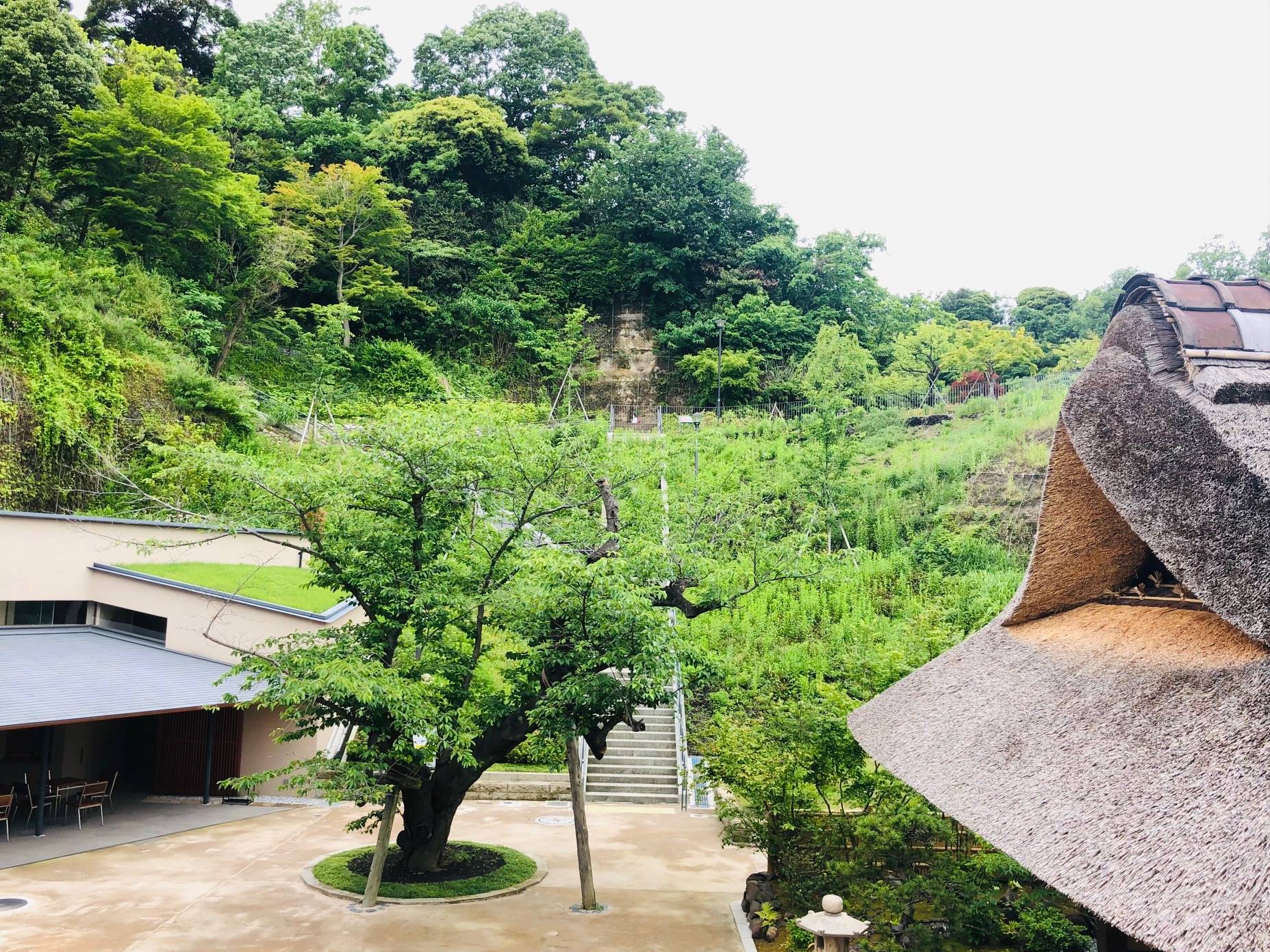 「昆虫と植物の観察会」の写真