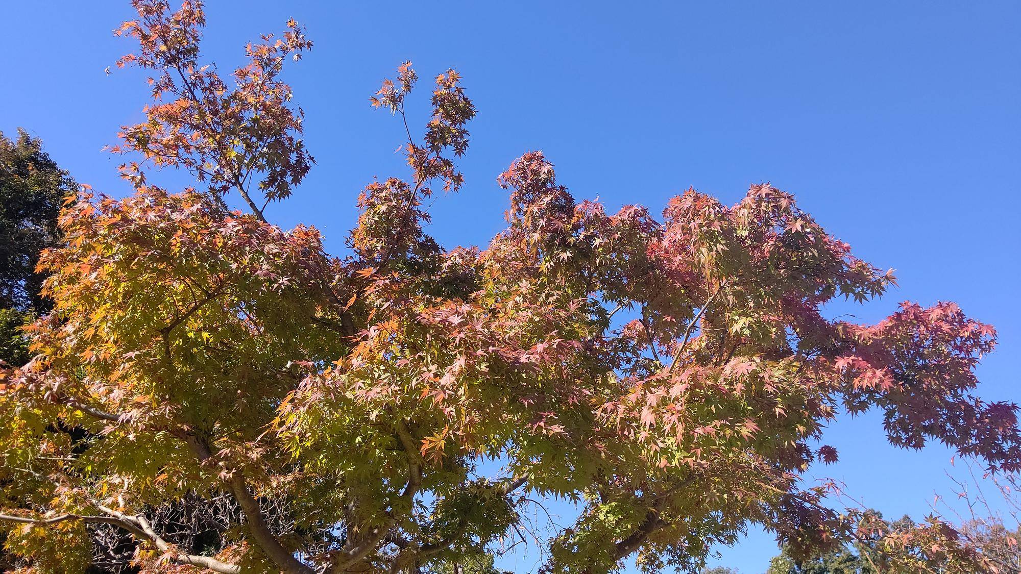 秋の権現山公園の写真