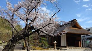 権現山公園の桜の様子 2023年3月9日