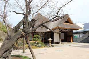 旧円通寺客殿　中庭の春の花