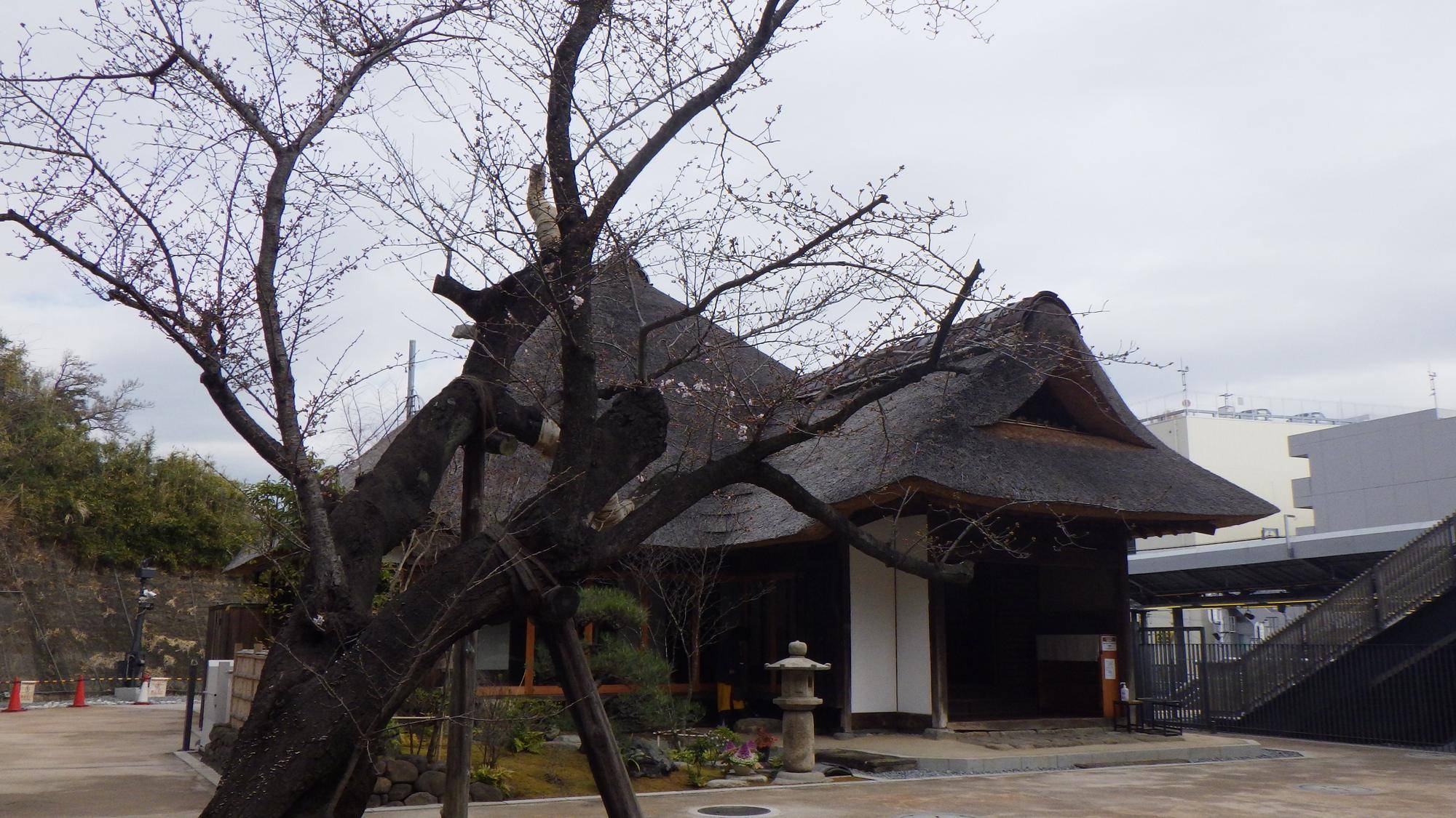 自主「開花宣言」の写真