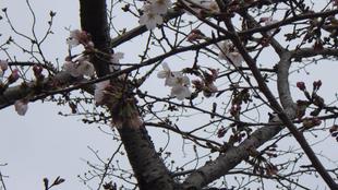 五分か?六分か?