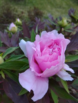 牡丹が咲きました