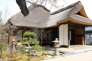 アジサイのつぼみ