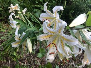 ヤマユリが見頃です