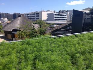 秋桜が咲いた日