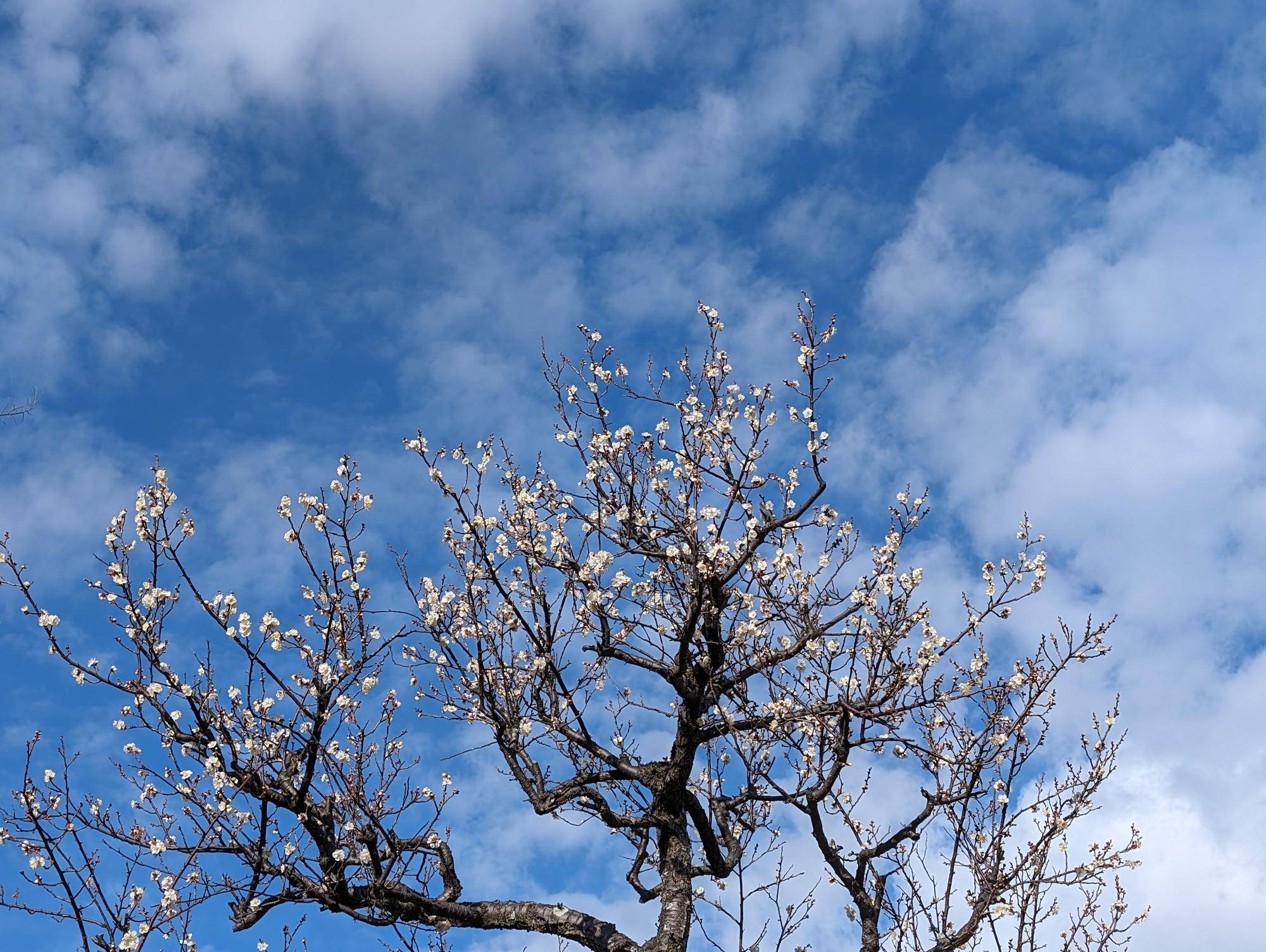 春の香り　梅の写真