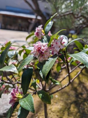 春の香り　沈丁花