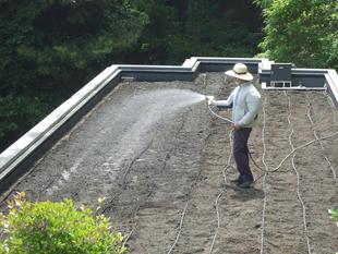 キバナコスモス