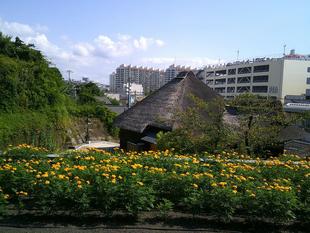 キバナコスモスその2