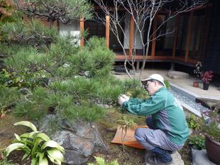 マツのもみあげ剪定