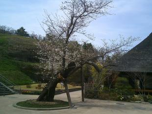 【2025桜開花状況】3月27日