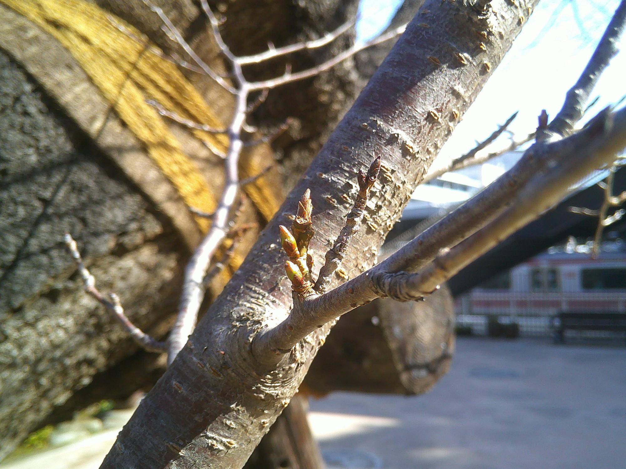 【2025桜開花状況】3月1日スタートの写真