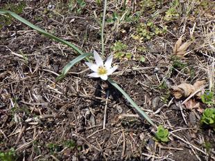 アマナの花が咲きました！