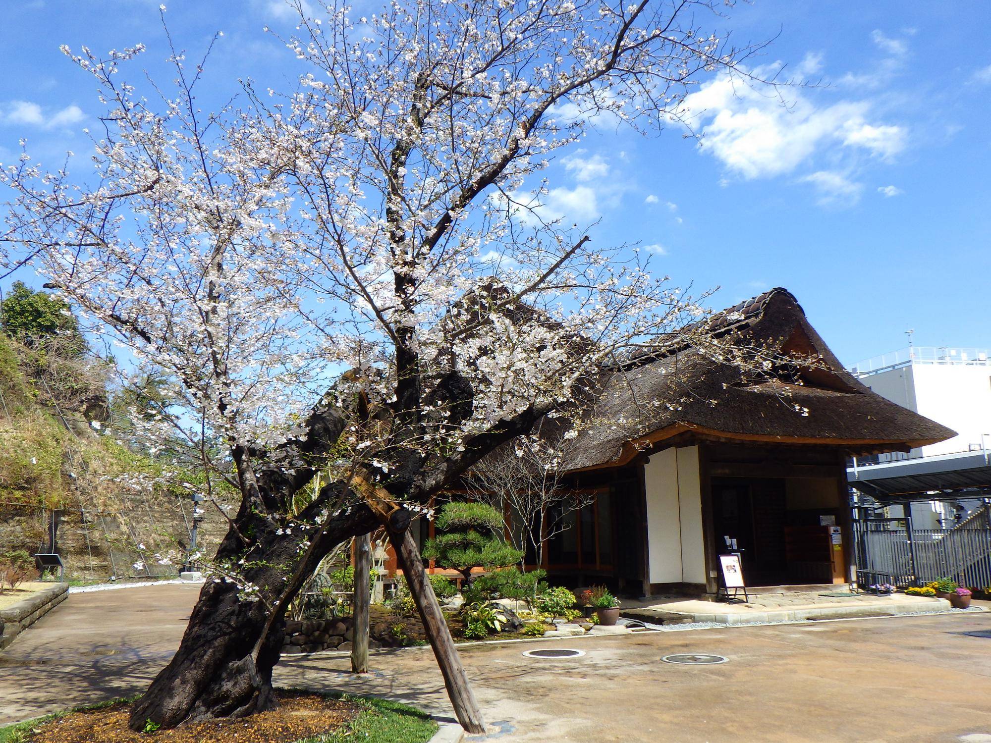【2025桜開花状況】3月31日 満開です!!の写真