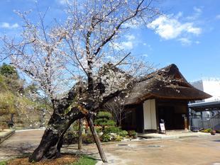 【2025桜開花状況】3月31日　満開です！！