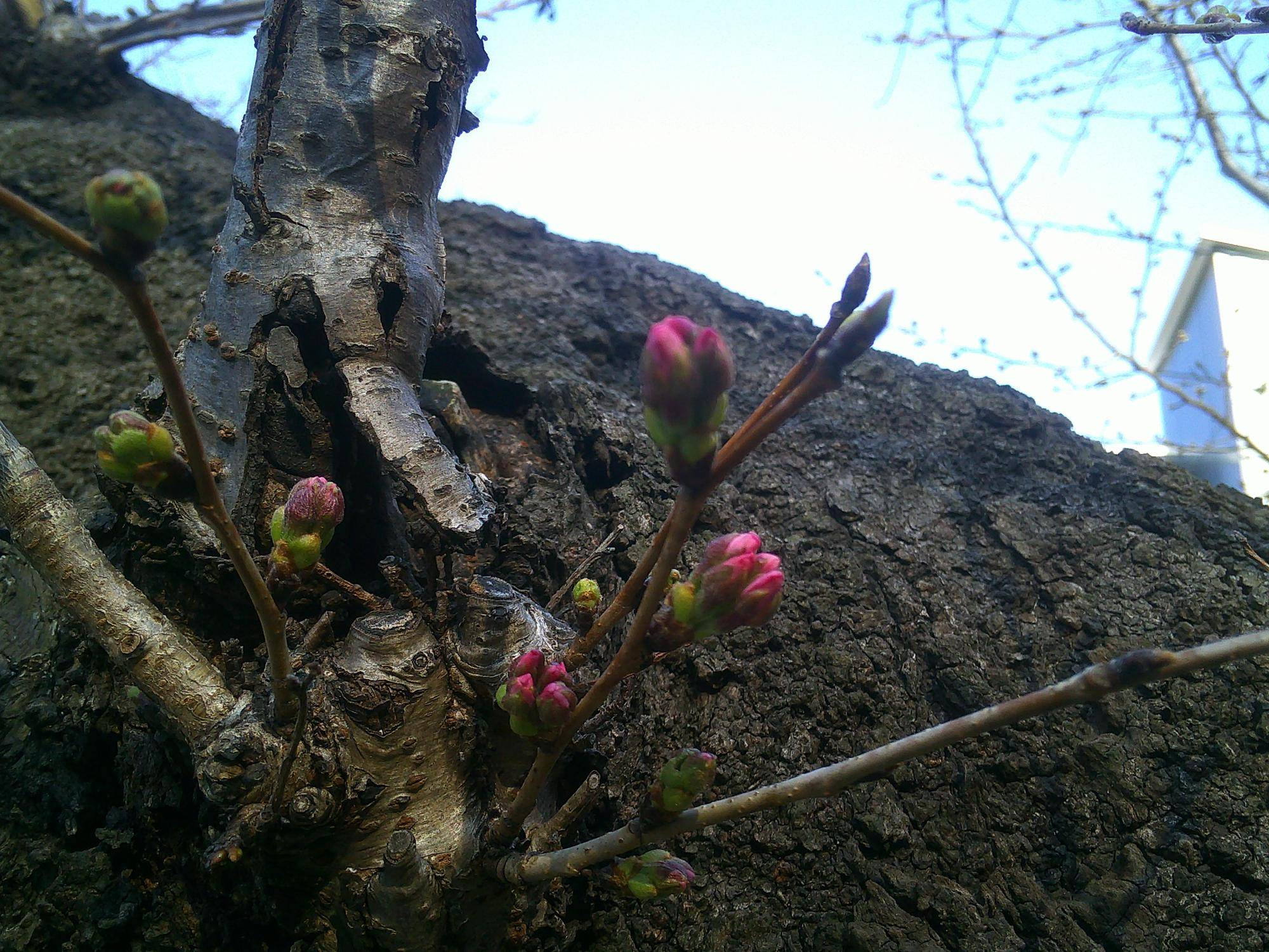 【2025桜開花状況】3月22日 の写真