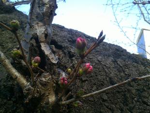 【2025桜開花状況】3月22日 