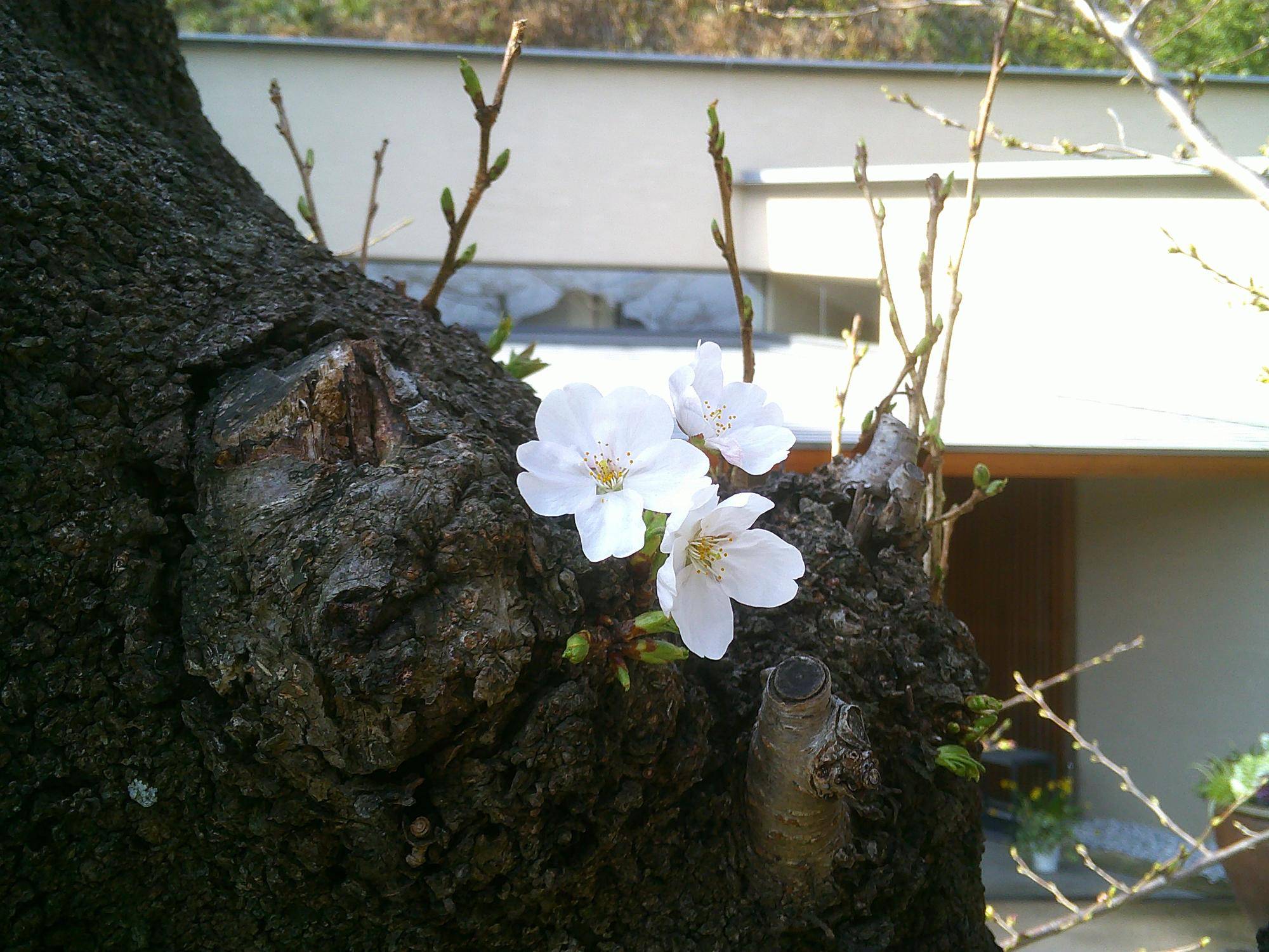 【2025桜開花状況】3月25日の写真