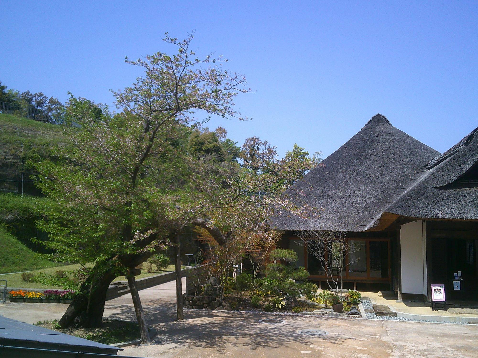 【2025桜開花状況】4月12日更新の写真