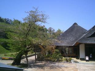 【2025桜開花状況】4月12日更新